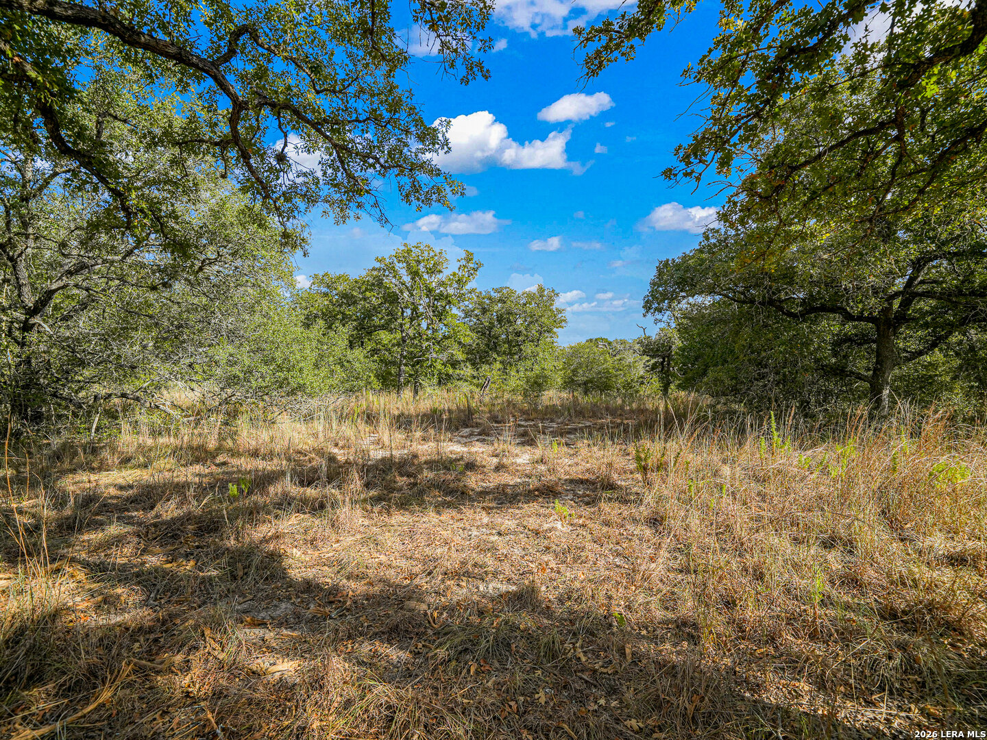 Wooded lot with a clearing among live oaks